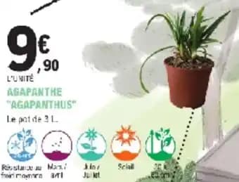 Agapanthe agapanthus