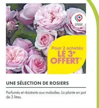 Promotion Exclusives de 17
            
        
        Rosiers : Découvrez l'Offre incontournable