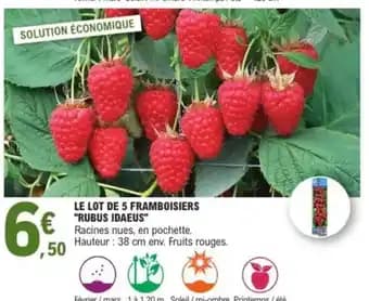 Le lot de 5 framboisiers "rubus idaeus"