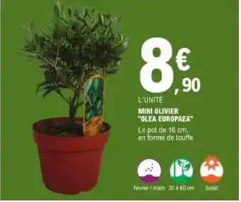Mini olivier "olea europaea"
