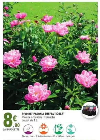 Pivoine "paeonia suffruticosa"