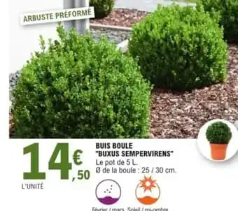 Buis boule "buxus sempervirens"