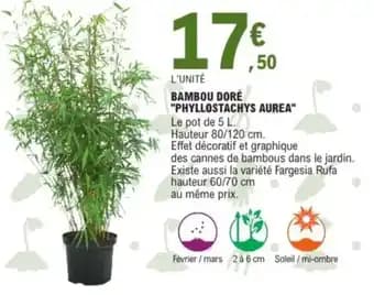 Bambou doré "phyllostachys aurea”