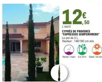 Cyprès de provence "cupressus sempervirens"