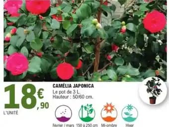 Promotion Exclusives de 7
Camélia : Découvrez l'Offre incontournable