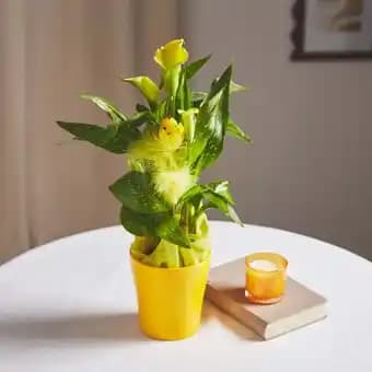 Zantedeschia