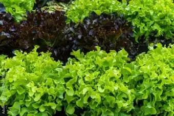 Promotion Exclusives de 3
Feuille : Découvrez l'Offre incontournable