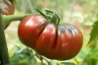 Promotion Exclusives de 1
Tomates anciennes : Découvrez l'Offre incontournable