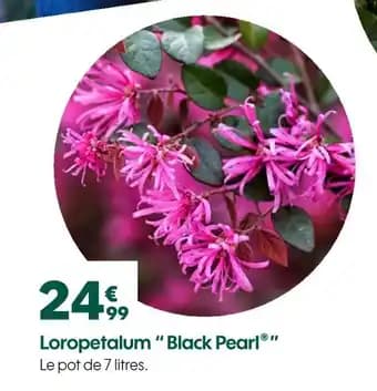 Promotion Exclusives de 1
            
        
        Pearl : Découvrez l'Offre incontournable