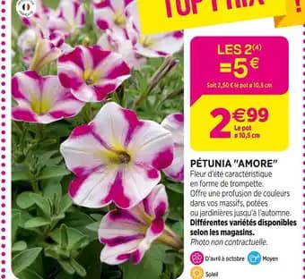 Pétunia Amore