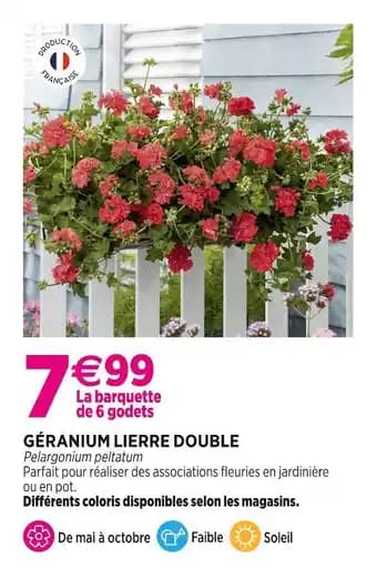 Géranium lierre double