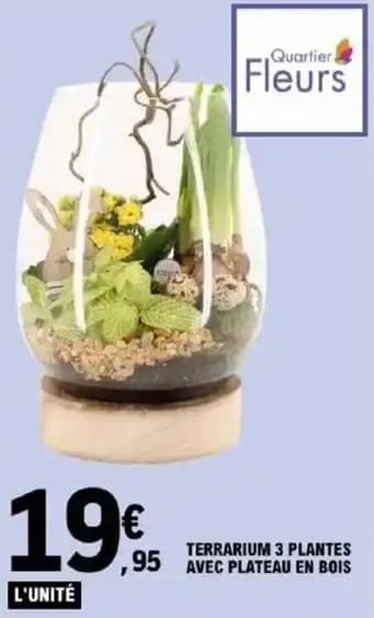 Terrarium 3 plantes avec plateau en bois