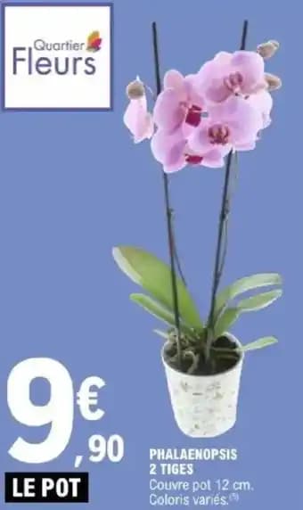 Phalaenopsis 2 tiges