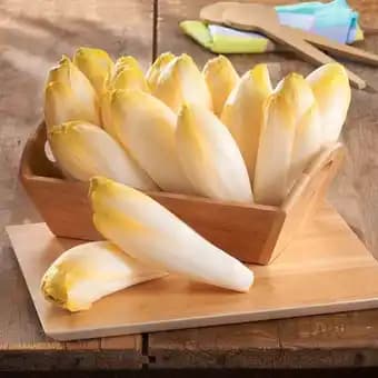 Endive jeune pousse