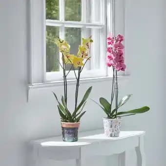 Orchidée Phalaenopsis