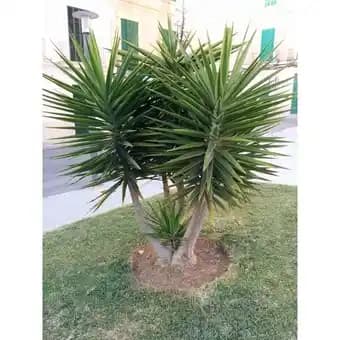 Yucca pied d'éléphant