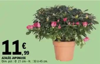 Azalée japonaise