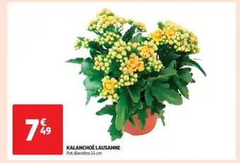 KALANCHOË LAUSANNE