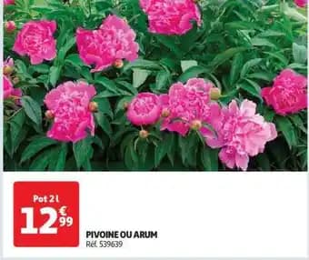 PIVOINE OU ARUM