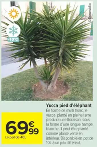 Yucca pied d'éléphant