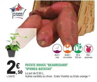PATATE DOUCE BEAUREGARD IPOMEA BATATAS