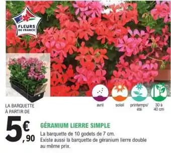 Promotion Exclusives de 32
            
        
        Géranium : Découvrez l'Offre incontournable