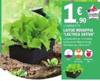 LAITUE NOVAPPIA 'LACTUCA SATIVA'