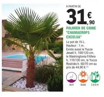 PALMIER DE CHINE CHAMAEROPS EXCELSA