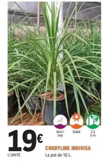 Promotion Exclusives de 5
            
        
        Cordyline : Découvrez l'Offre incontournable