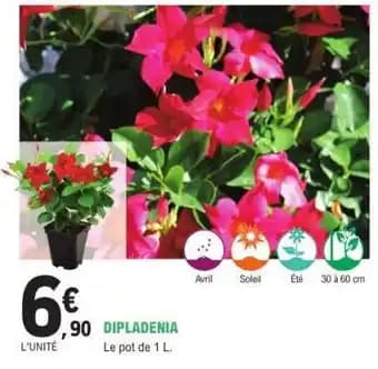 Promotion Exclusives de 13
            
        
        Dipladenia : Découvrez l'Offre incontournable