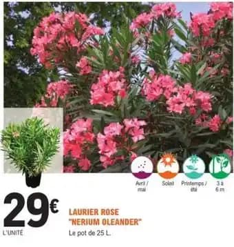 Promotion Exclusives de 12
            
        
        Laurier : Découvrez l'Offre incontournable