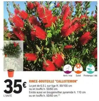 Promotion Exclusives de 4
            
        
        Callistemon : Découvrez l'Offre incontournable