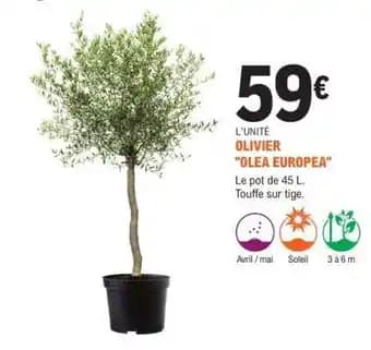 OLIVIER OLEA EUROPEA