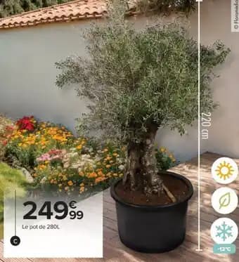 Olivier centenaire 280 L