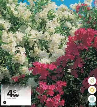 Promotion Exclusives de 14
Laurier : Découvrez l'Offre incontournable