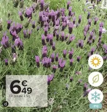 Promotion Exclusives de 1
Lavande papillon : Découvrez l'Offre incontournable