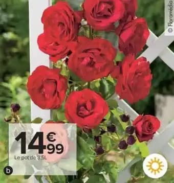 Promotion Exclusives de 9
Rosier : Découvrez l'Offre incontournable