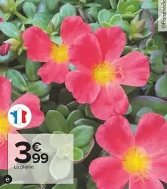 Plantes économes en eau