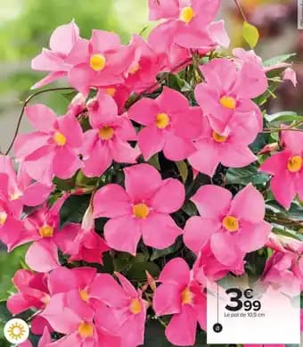 Promotion Exclusives de 15
Dipladenia : Découvrez l'Offre incontournable