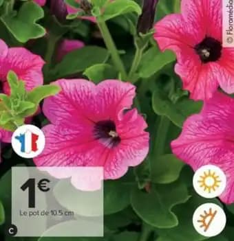 Promotion Exclusives de 17
Plante fleurie : Découvrez l'Offre incontournable