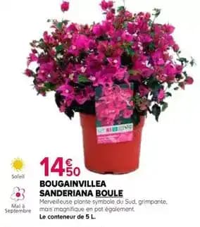 Promotion Exclusives de 24
Boule : Découvrez l'Offre incontournable