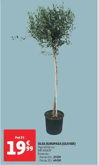 Promotion Exclusives de 5
Olea : Découvrez l'Offre incontournable