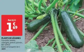Promotion Exclusives de 4
Plants de légumes : Découvrez l'Offre incontournable