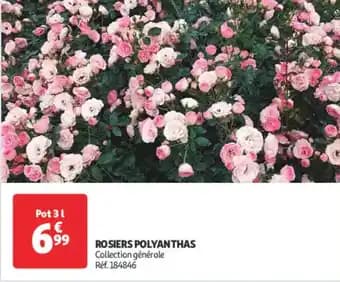 Promotion Exclusives de 5
Rosiers : Découvrez l'Offre incontournable