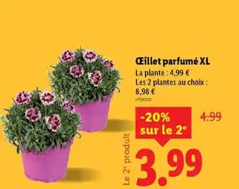 Promotion Exclusives de Oeillet : Découvrez l'Offre incontournable