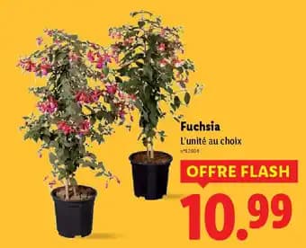 Promotion Exclusives de 2
Fuchsia : Découvrez l'Offre incontournable