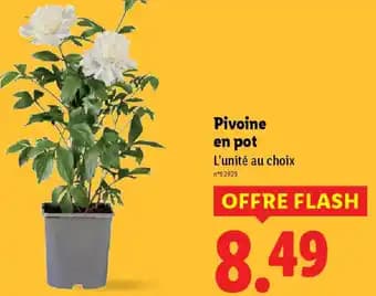 Pivoine en pot