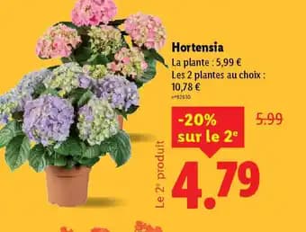 Hortensia