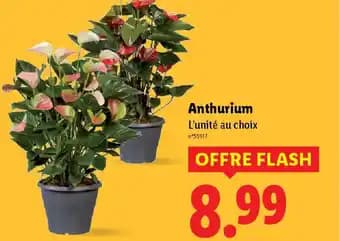 Anthurium