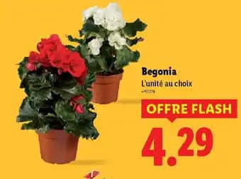 Begonia